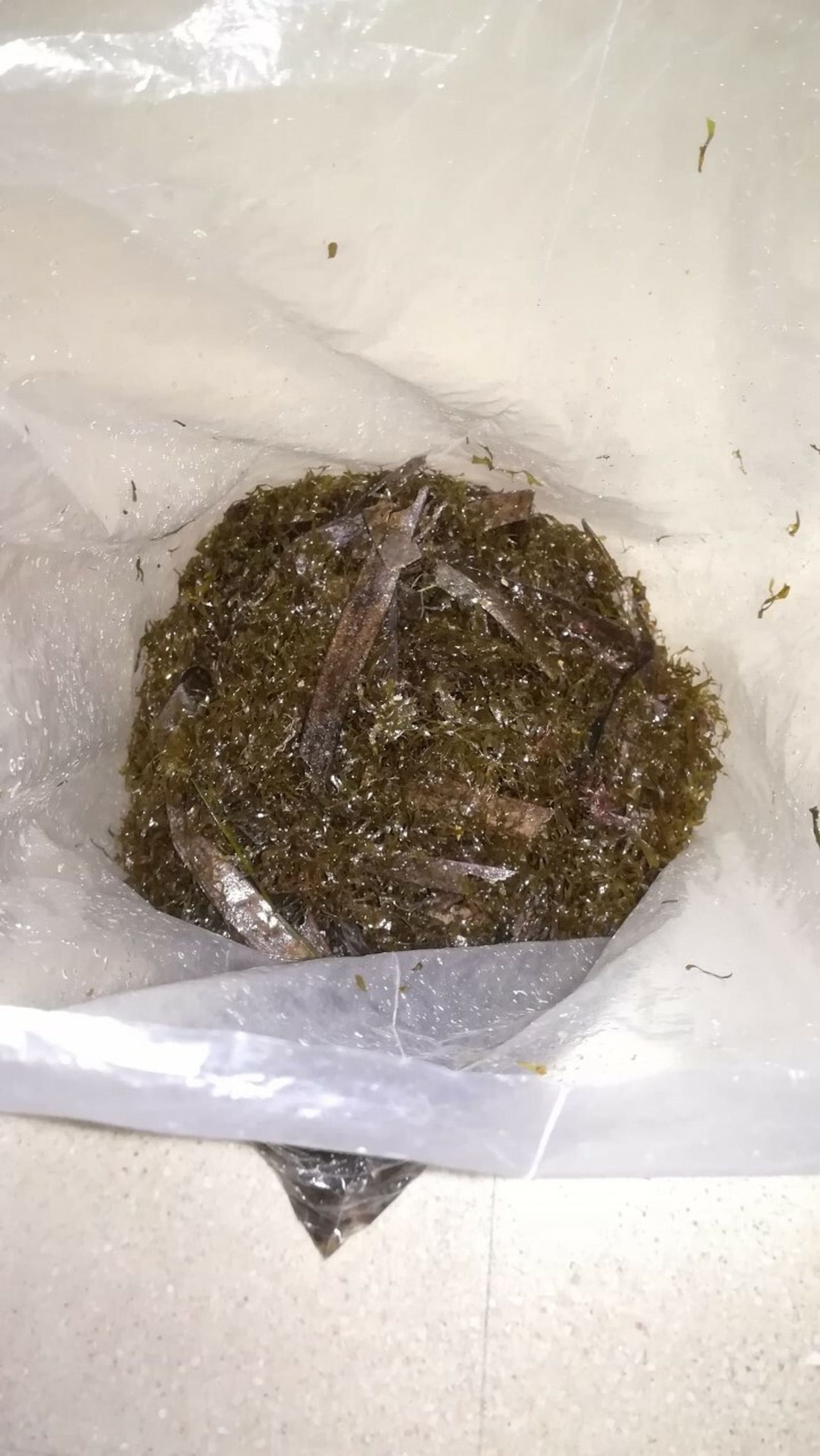 Algas capturadas en la Bahía de Almería