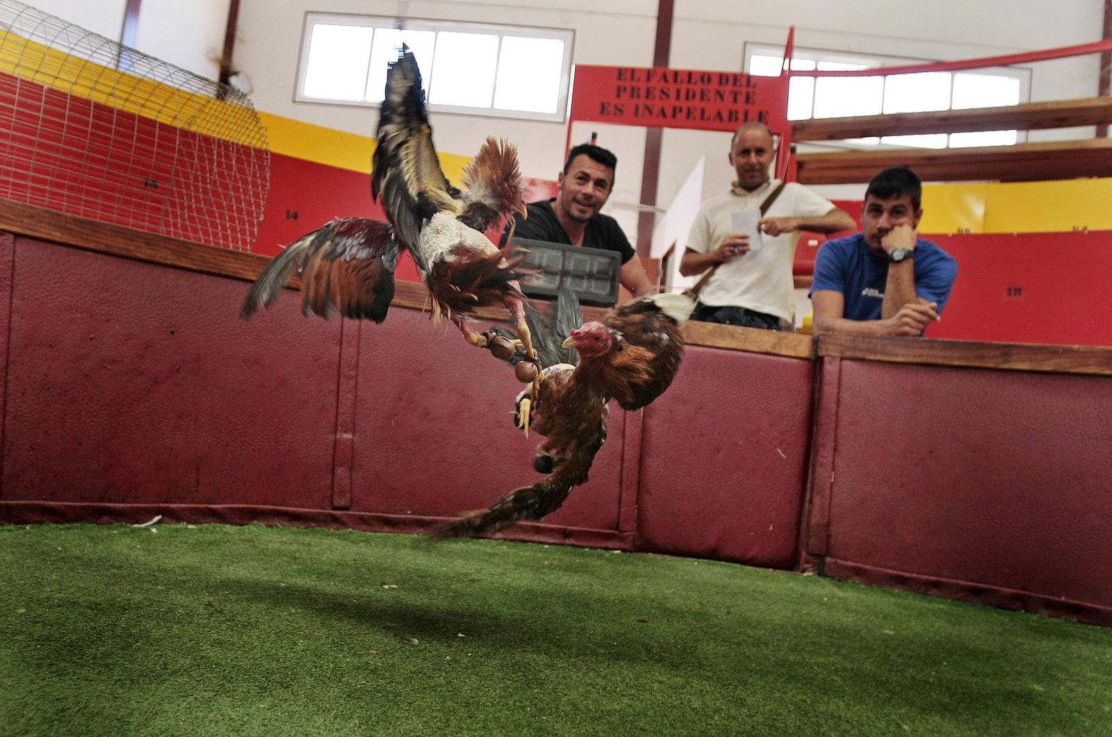 Imagen de archivo de uno de los reñideros  existentes en la provincia.