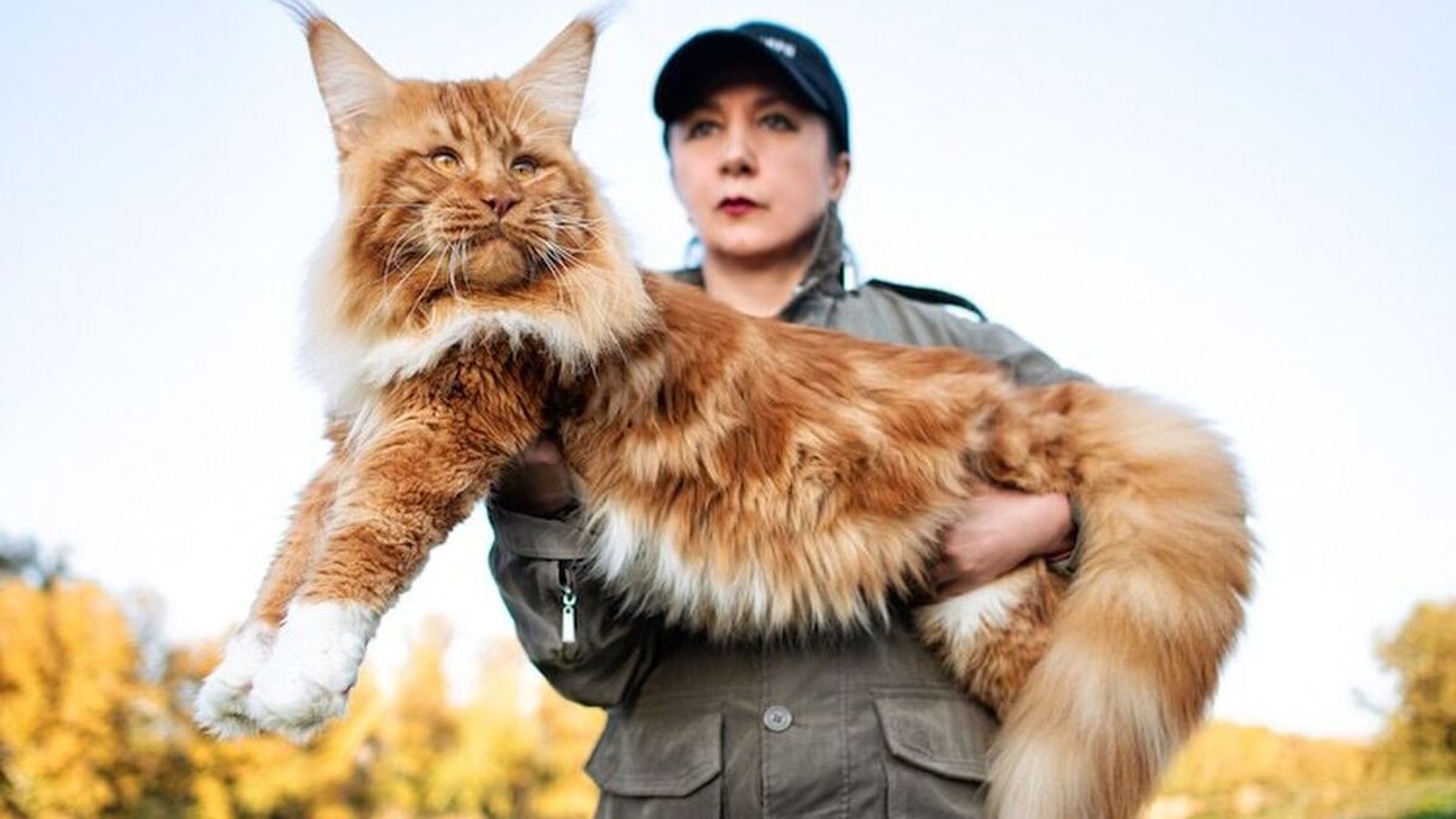 Maine Coon
