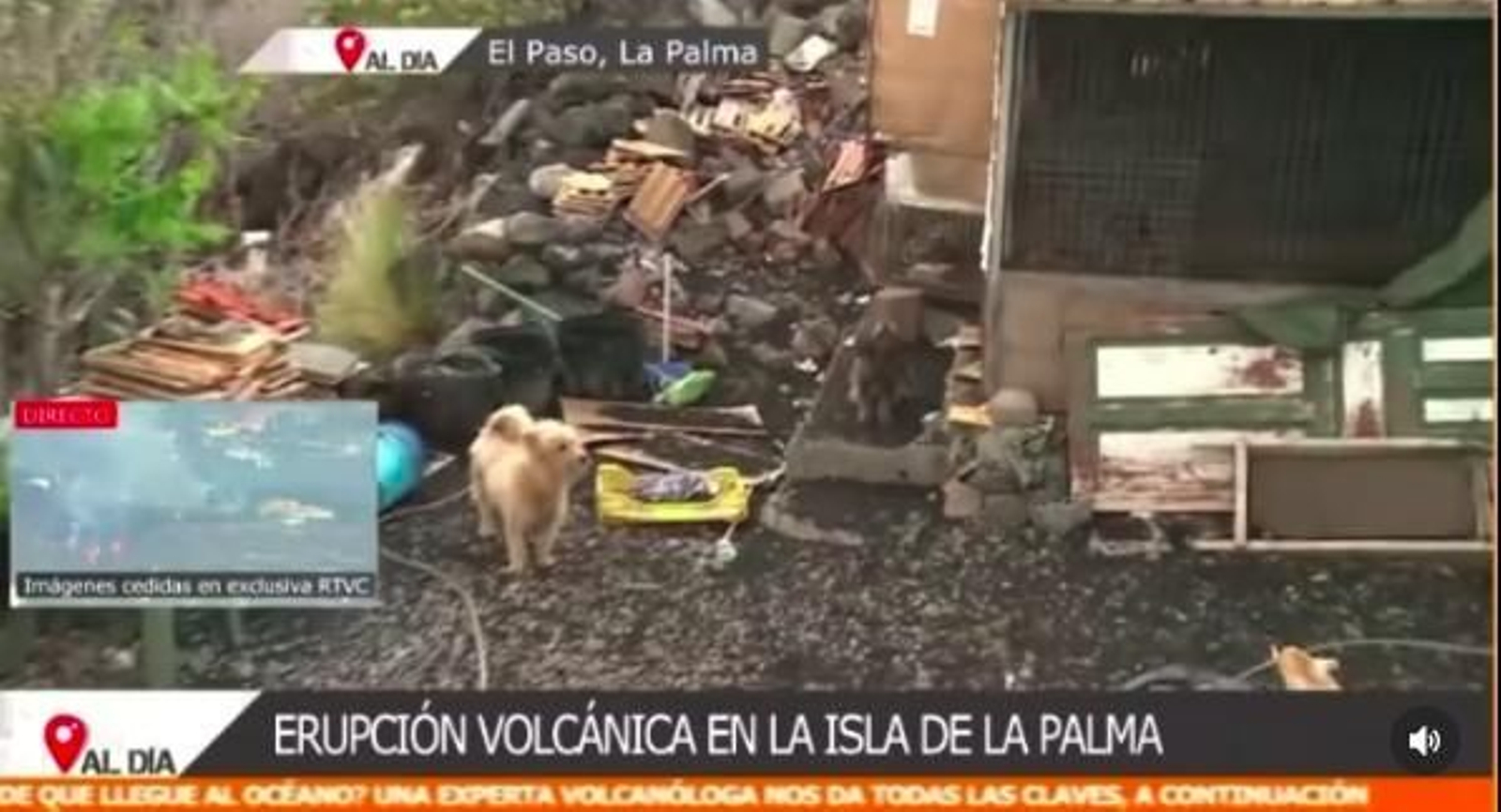 La Palma: Mientras unos abandonan a sus mascotas, otros duermen con ellas en el coche