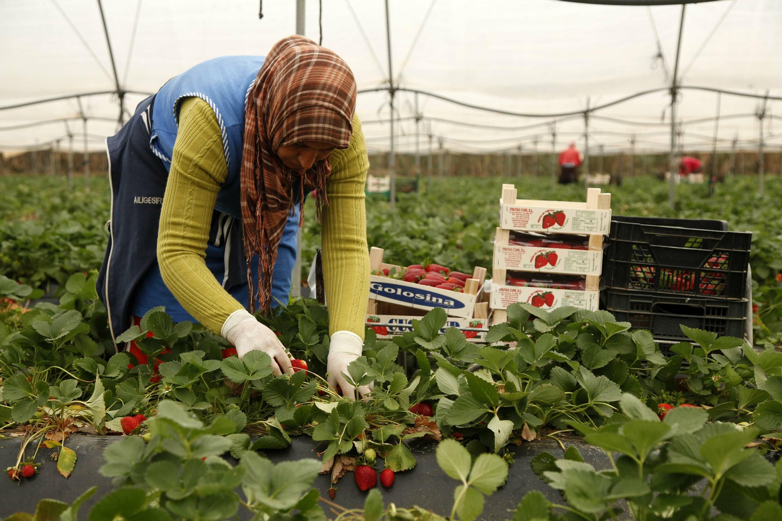 Una temporera de Marruecos en plena faena de recolecta de fresa en una finca onubense.