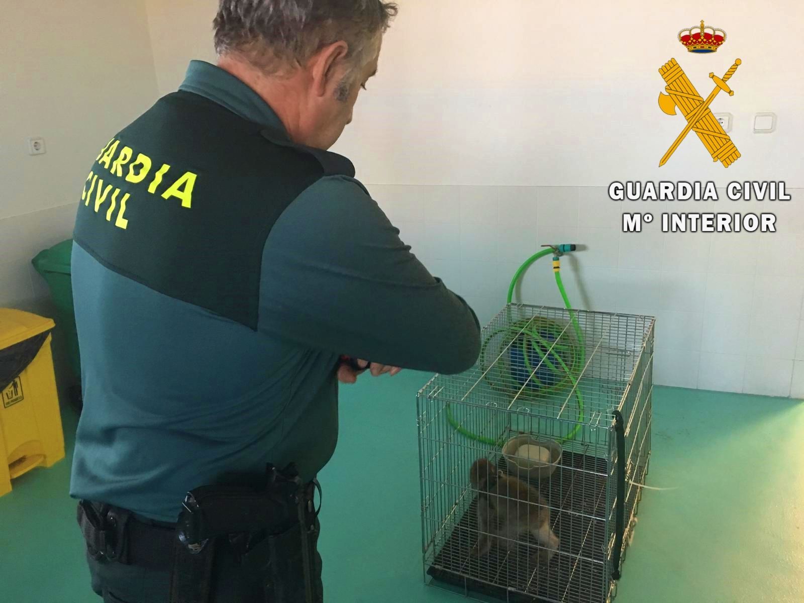 La Guardia Civil localiza un Macaco de Berbería en un turismo en el Puerto de Almería