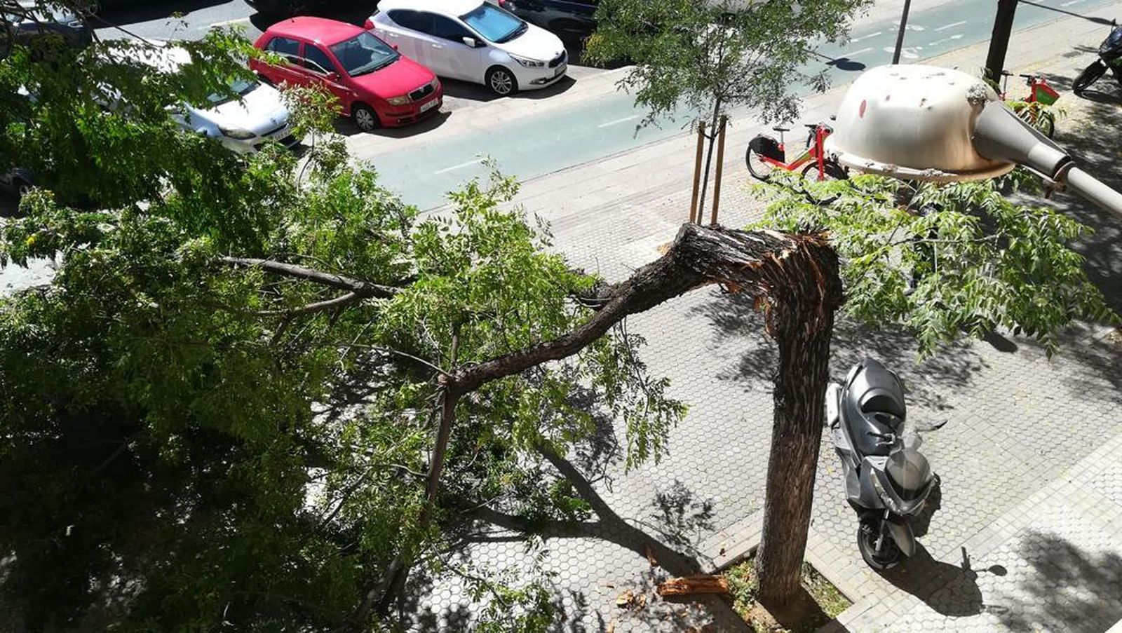 Un árbol de gran tamaño se desploma en la avenida de Eduardo Dato.