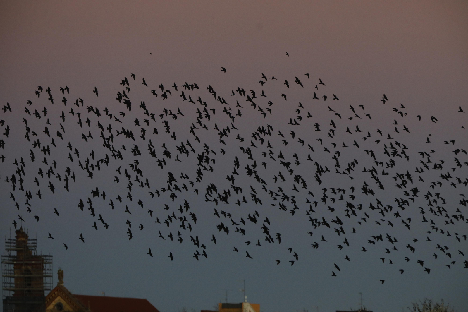 Las aves que habitan en Los Sotos de la Albolafia de Córdoba, en fotografías