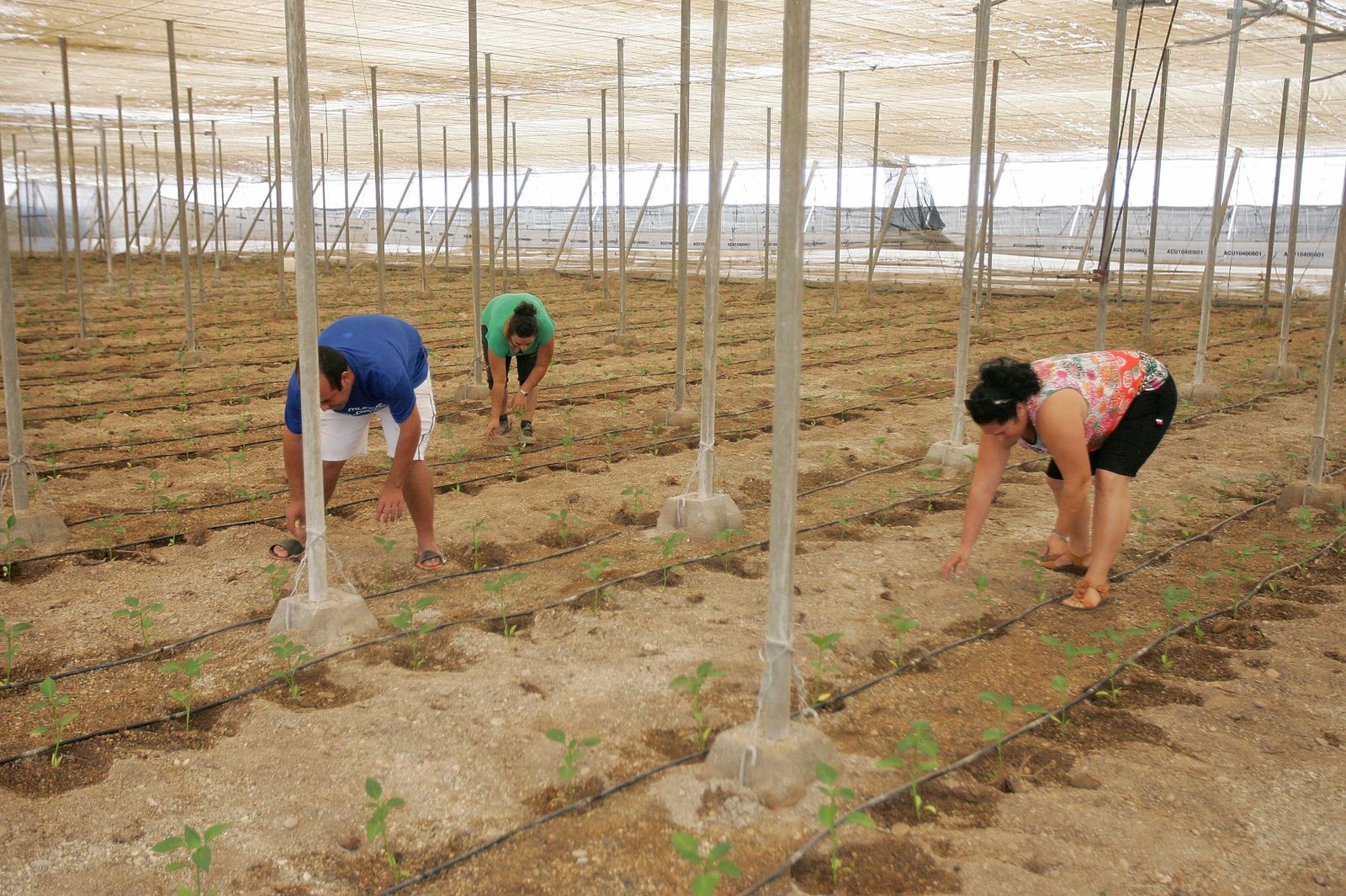 El arranque de campaña suma trabajadores en el sector agrícola.