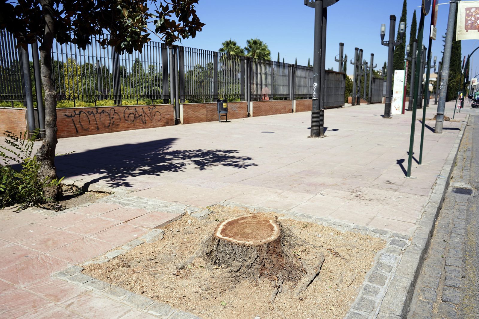 Imagen de los árboles talados frente al Parque Federico García Lorca, en la calle Arabial
