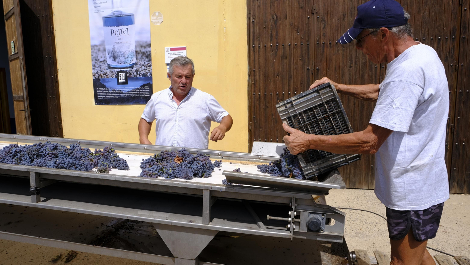 Llega la vendimia a las Bodegas Perfer, en Uleila del Campo