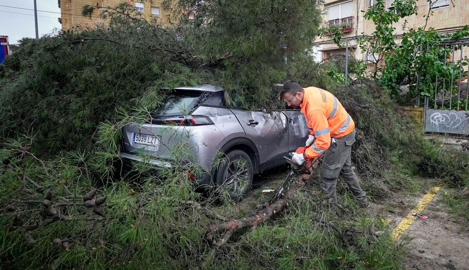 Un operario municipal trabaja en la retirada de un pino en La Granja