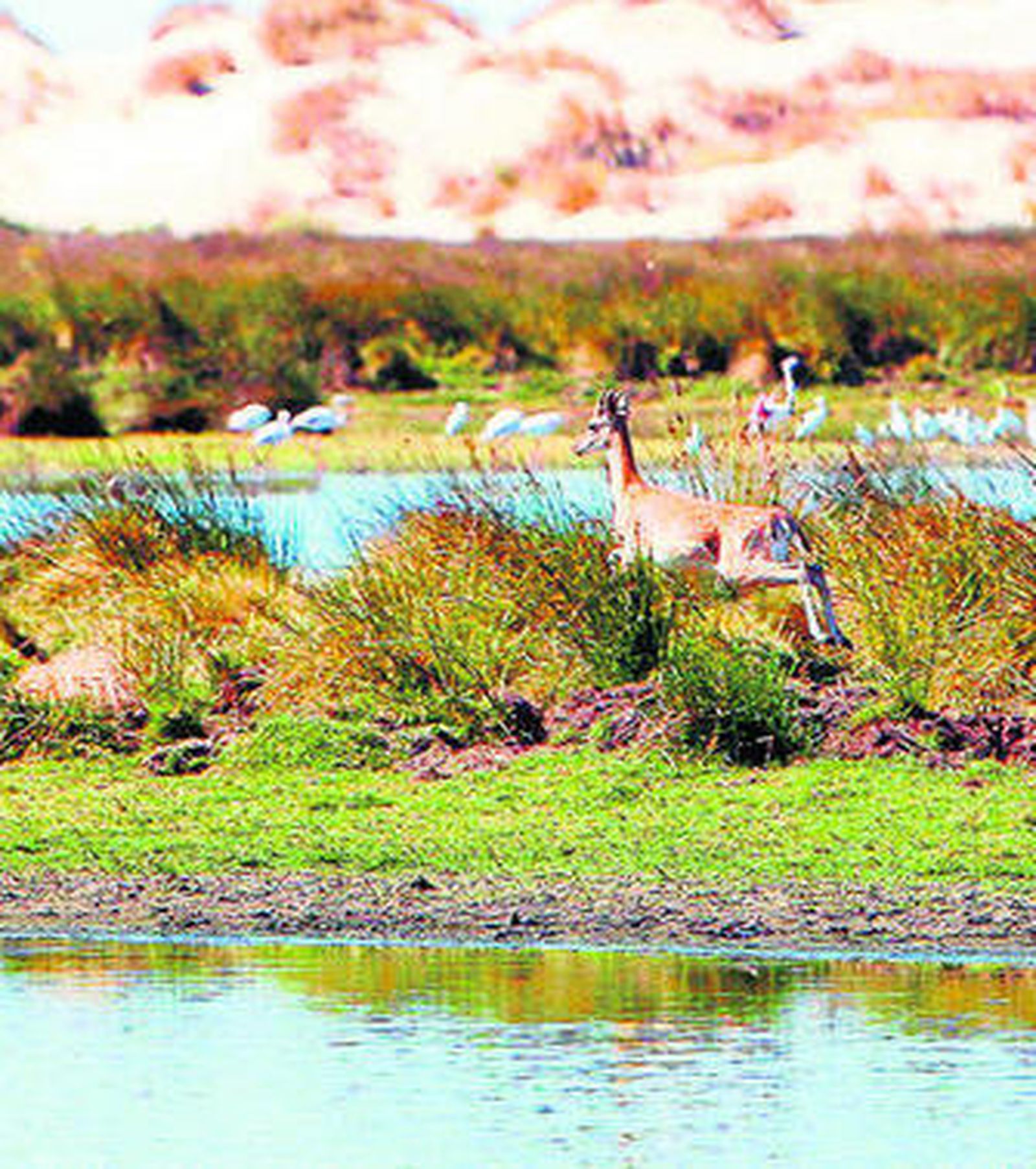 Parque Nacional de Doñana.