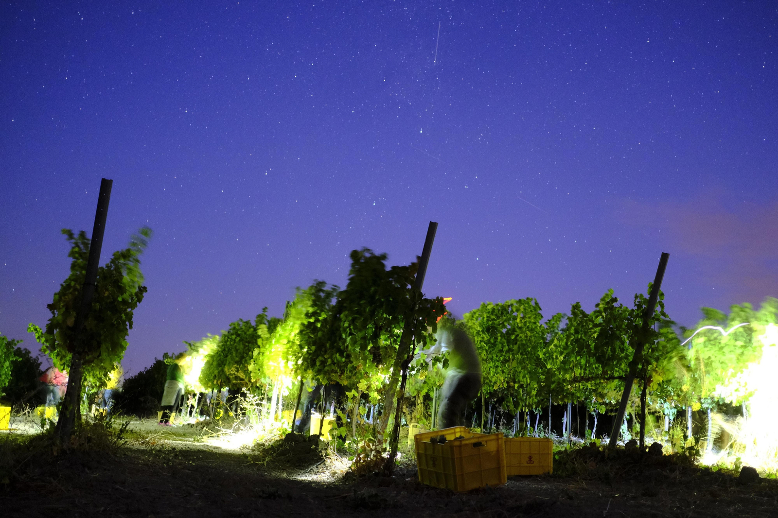 La vendimia de la Serranía de Ronda, en fotos.