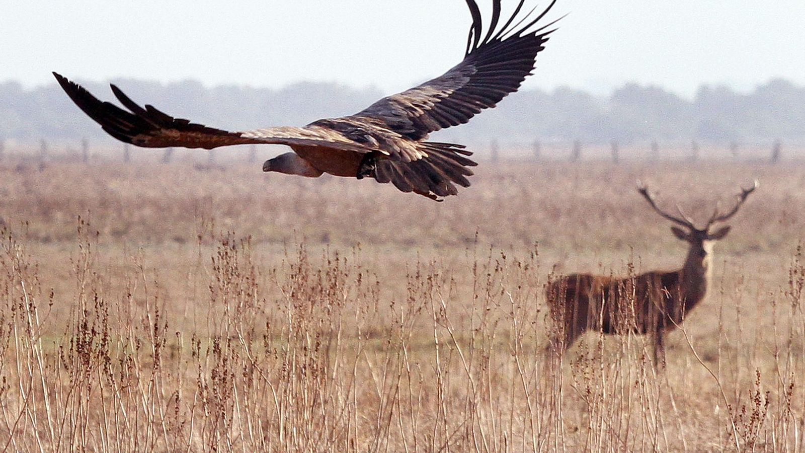 Una rapaz vuelva sobre un ciervo.