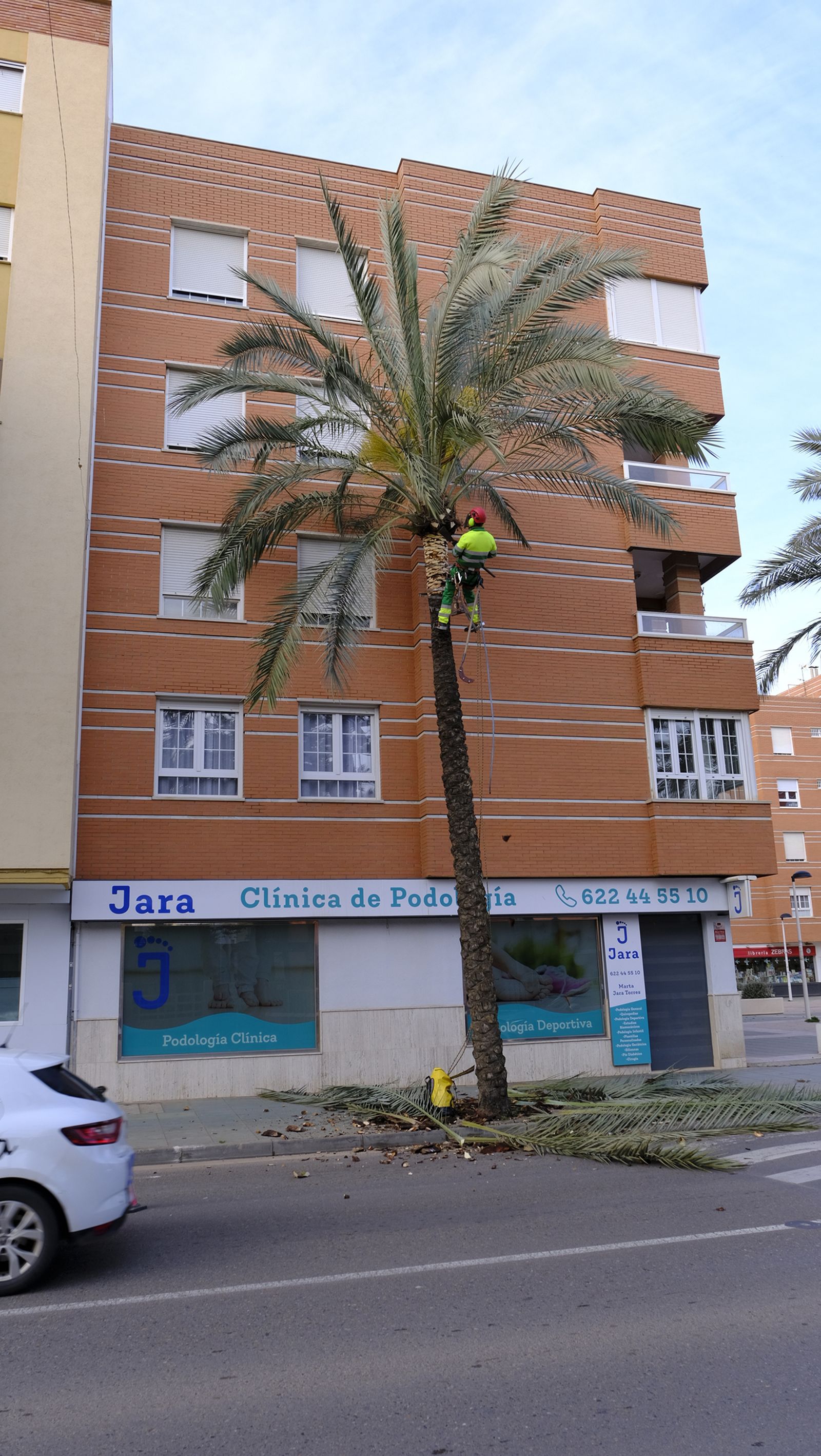 Fotogalería de la poda e inspección de las palmeras de la Avenida Cabo de Gata. Almería.