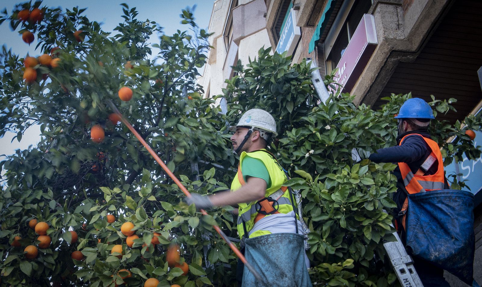 La recogida de naranja amarga en Sevilla