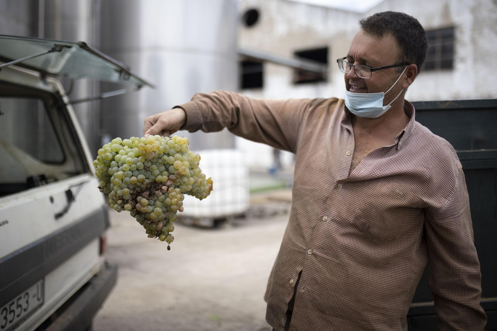 Imágenes de la vendimia en el Condado de Huelva