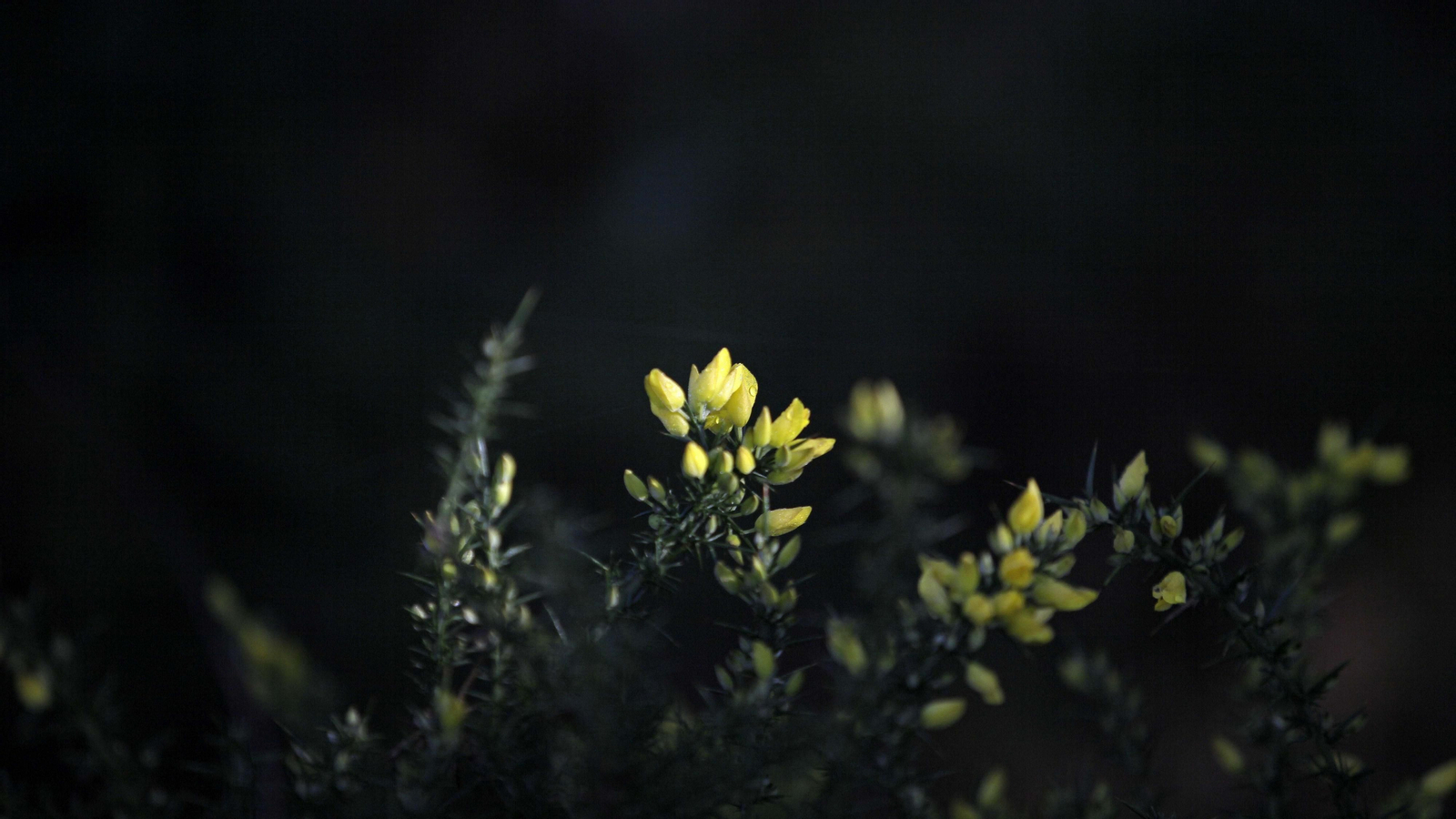 Sendero de la finca Murta en Los Barrios