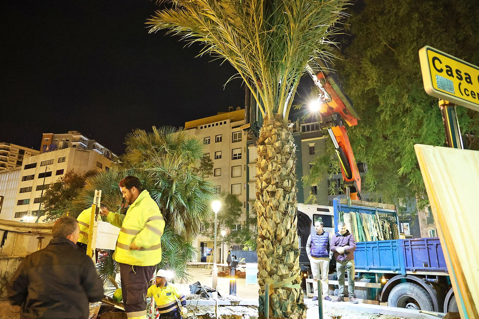 Las mejores imágenes de la plantación de la nueva palmera de Huelvaga