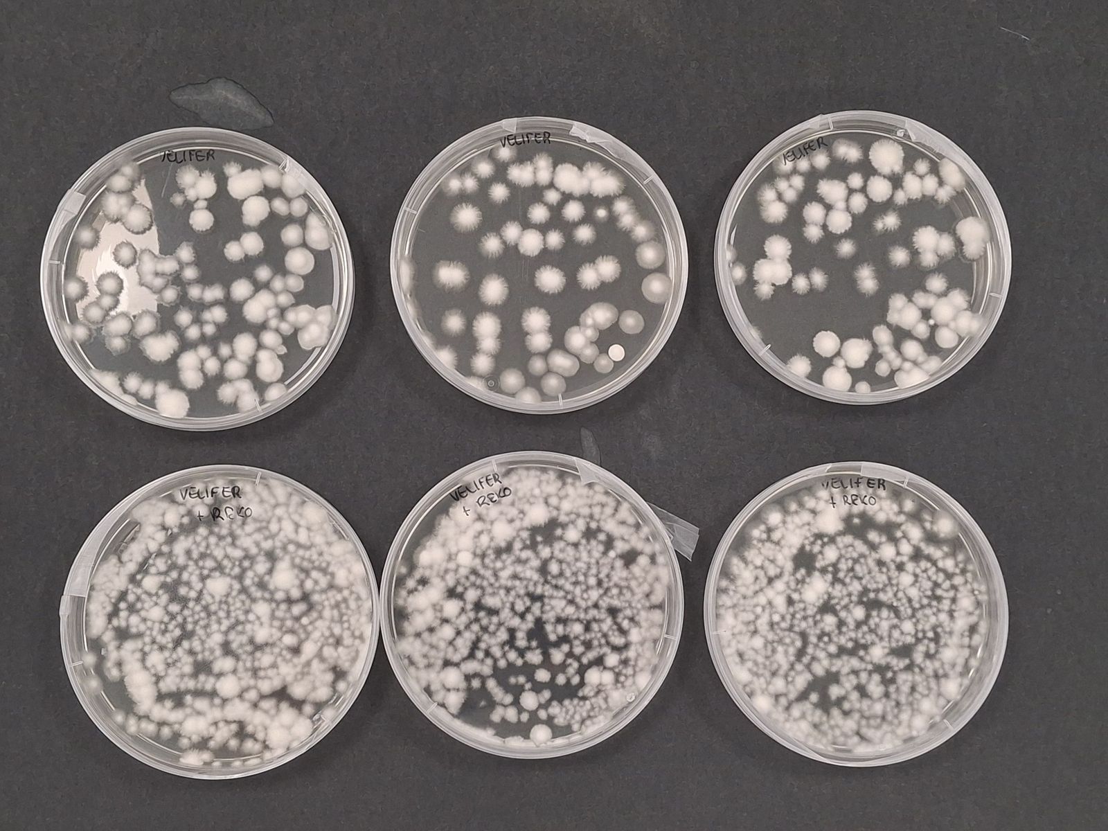 REKO es un fertilizante con un contenido en prebióticos que favorece el crecimiento y proliferación de hongos benéficos como Beauveria bassiana.