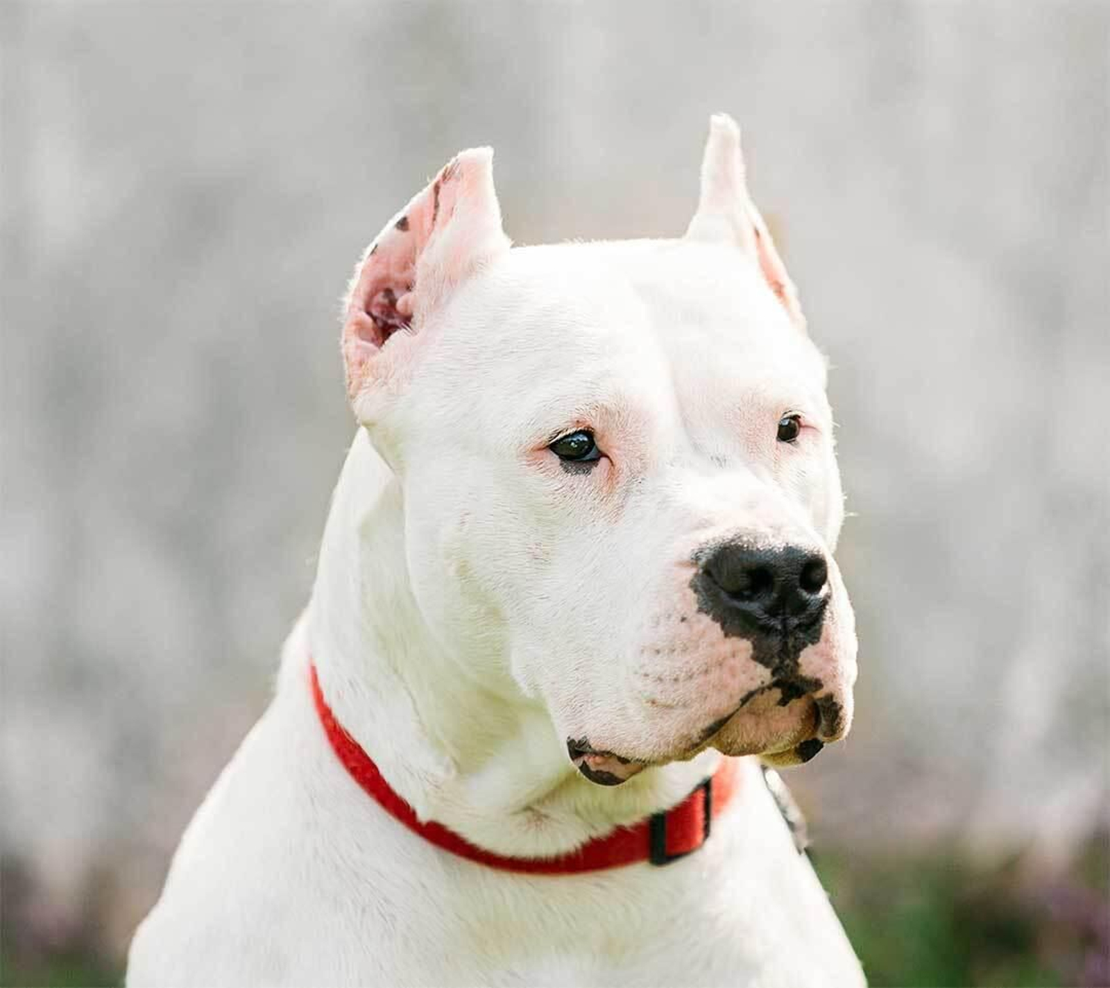 Investigan a un hombre que cortó las orejas a sus tres perros por "motivos estéticos" en su casa