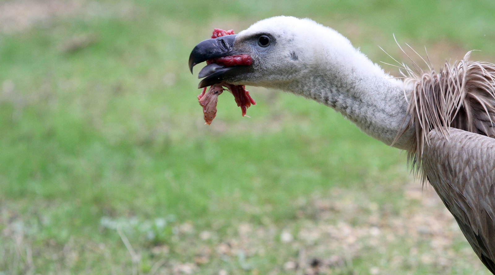 Centro de especies protegidas CREA-CEGMA