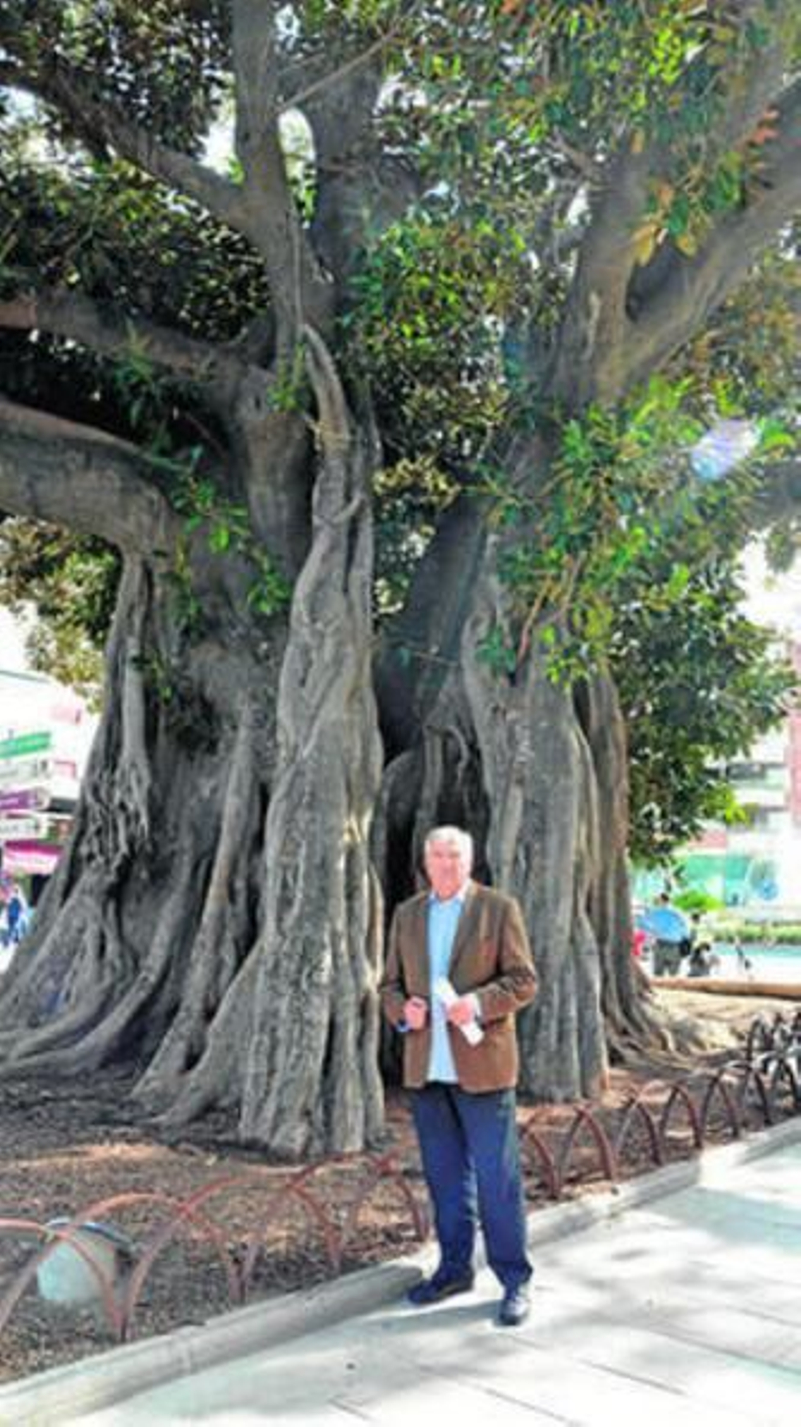 El edil de Parques y Jardines, ayer, junto a una especie de ficus.