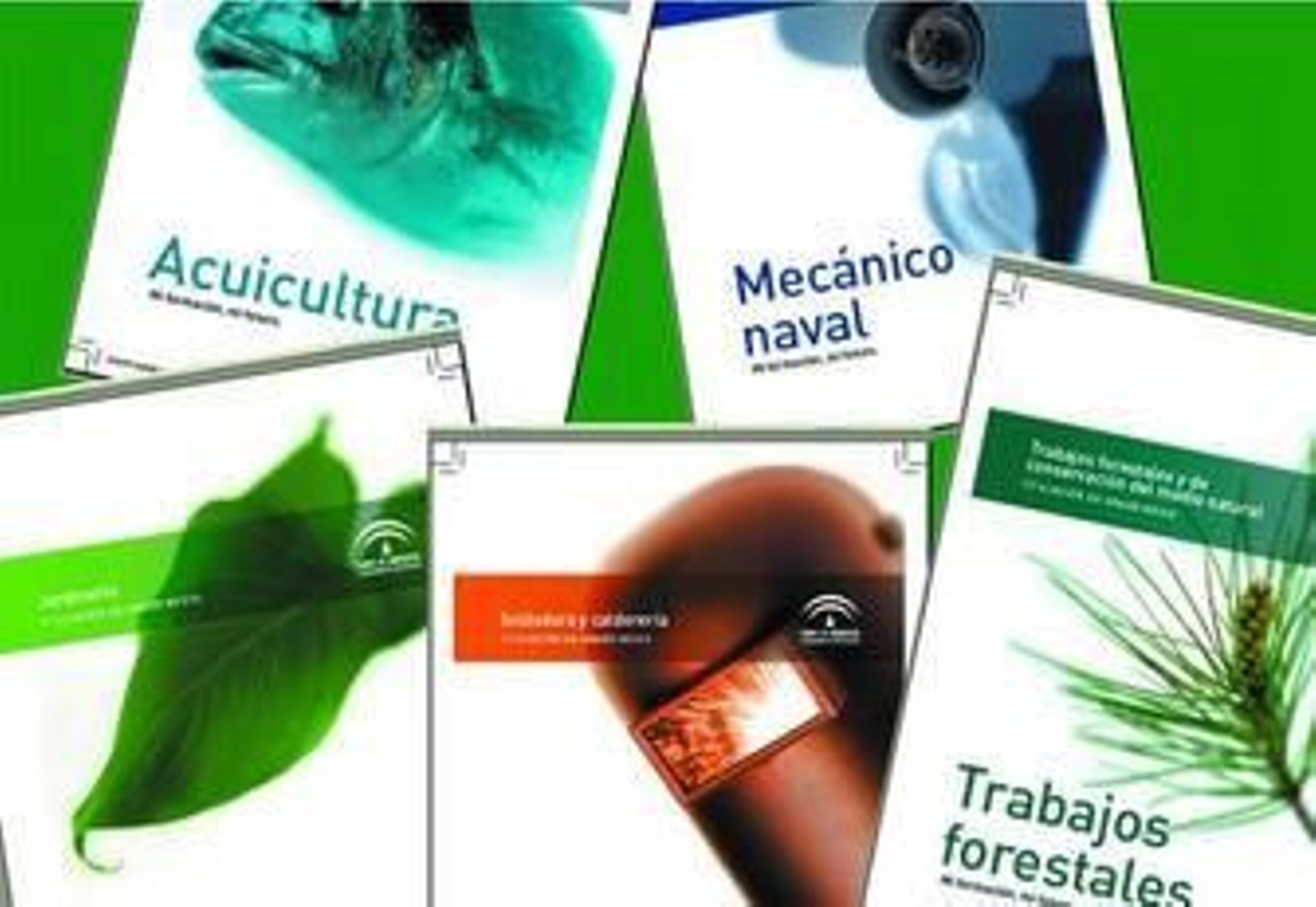 Los Ciclos de F. P., junto a los de Artes Plásticas y Diseño, constrituyen una interesante alternativa