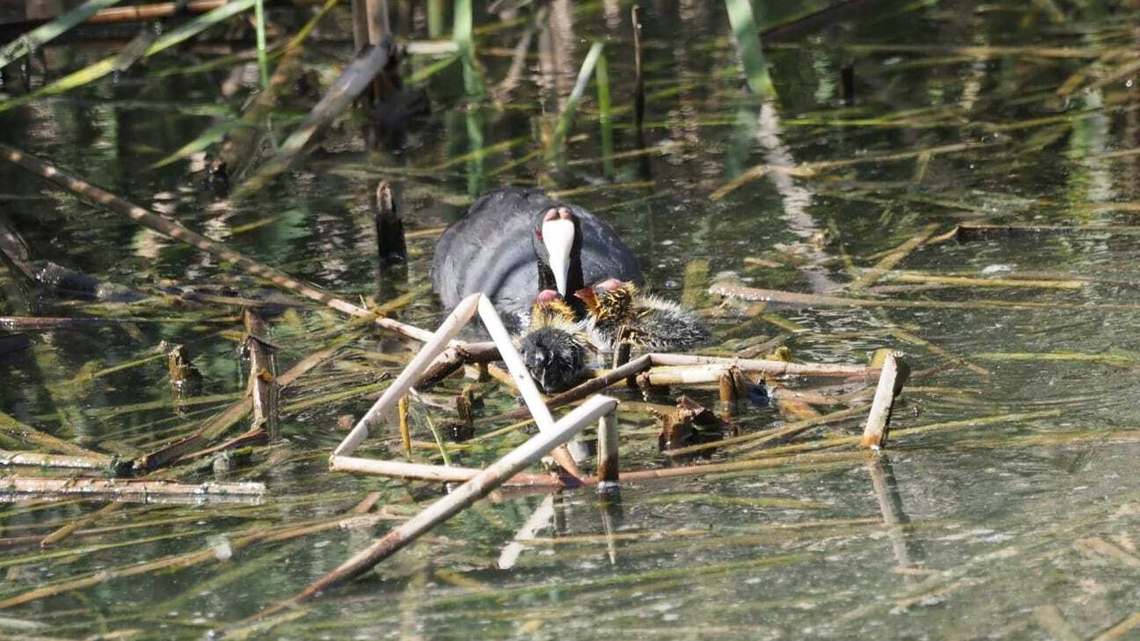Otro de los ejemplares cedidos al Alamillo.