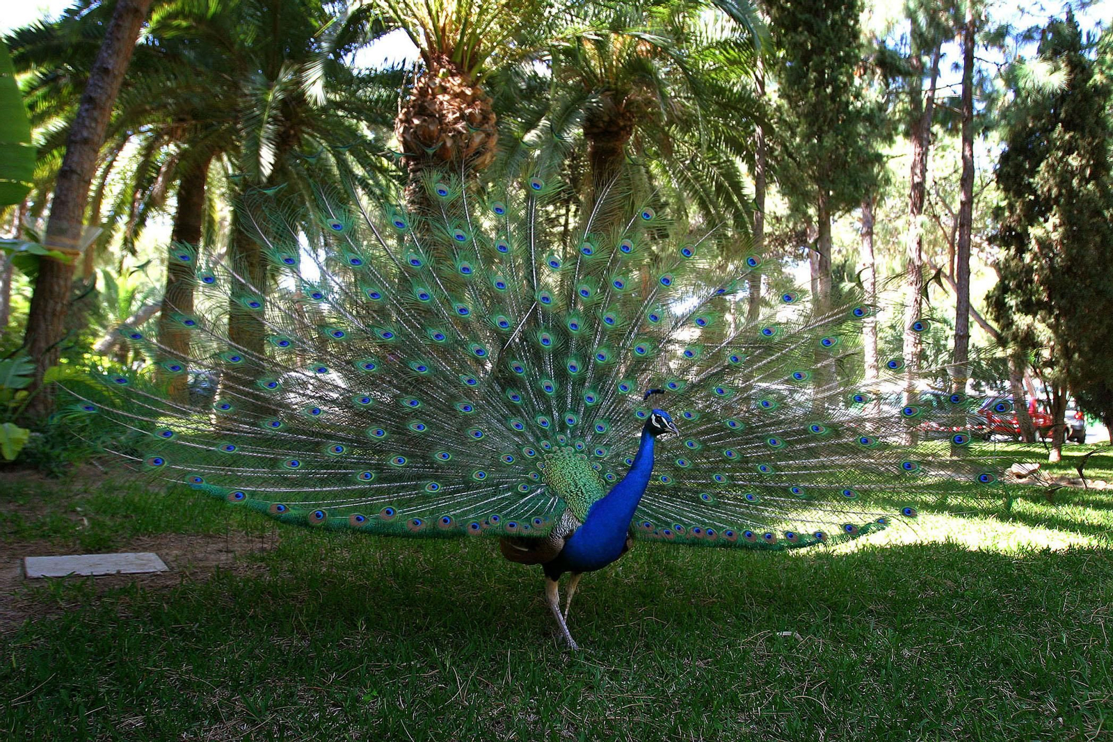 Un pavo real en los jardines del Colegio de Arquitectos de Málaga.