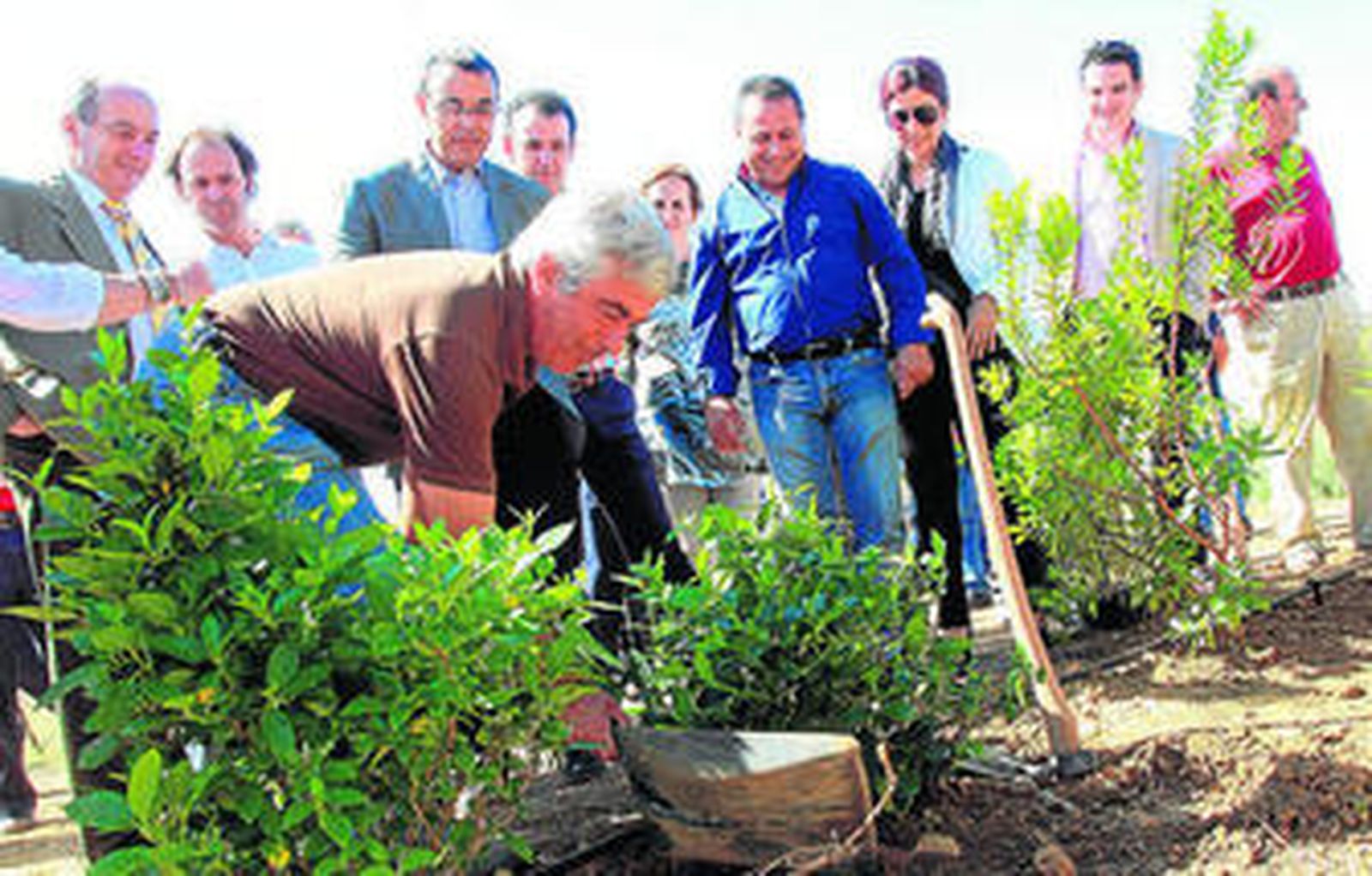 En junio se realizó la primera plantación de la futura pantalla forestal de Palos.