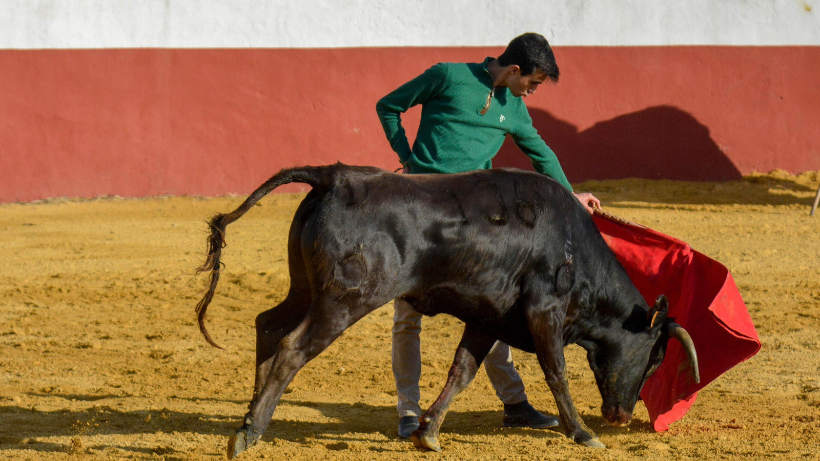 Tentadero con Talavante en la finca La Palmosilla, en Tarifa