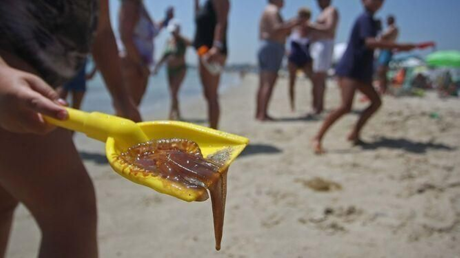 Bañista muestra una medusa que ha recogido con su pala.