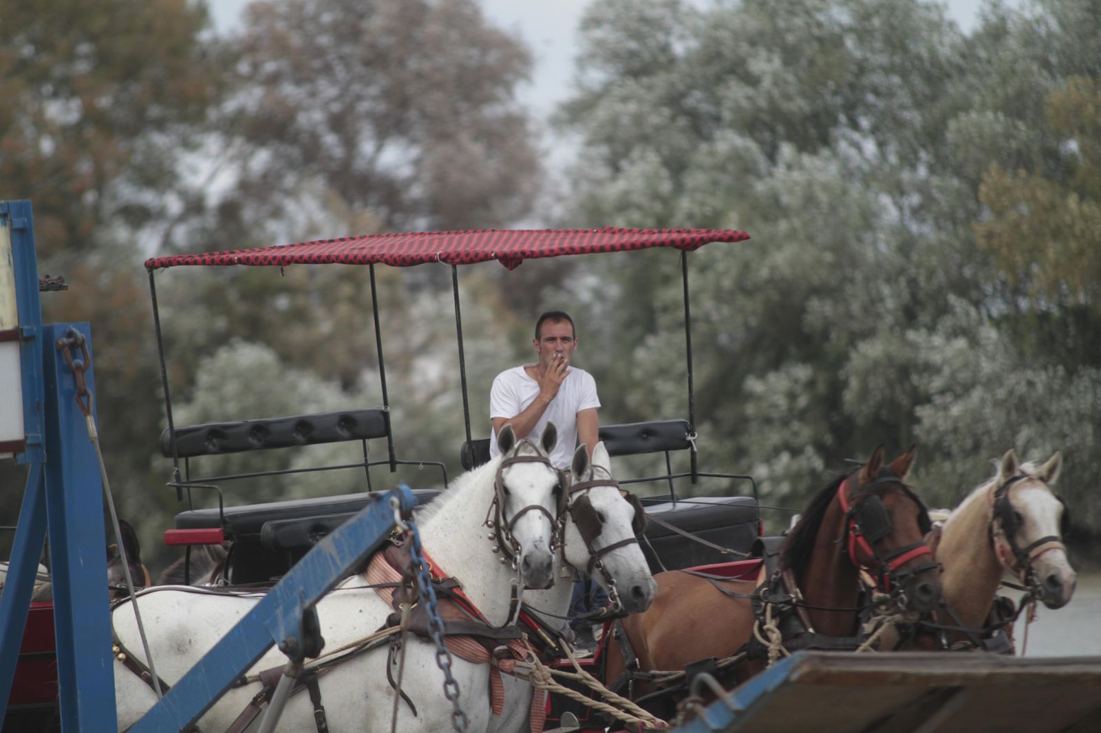 Hermandades cruzando el río Guadalquivir por Coria, en imágenes
