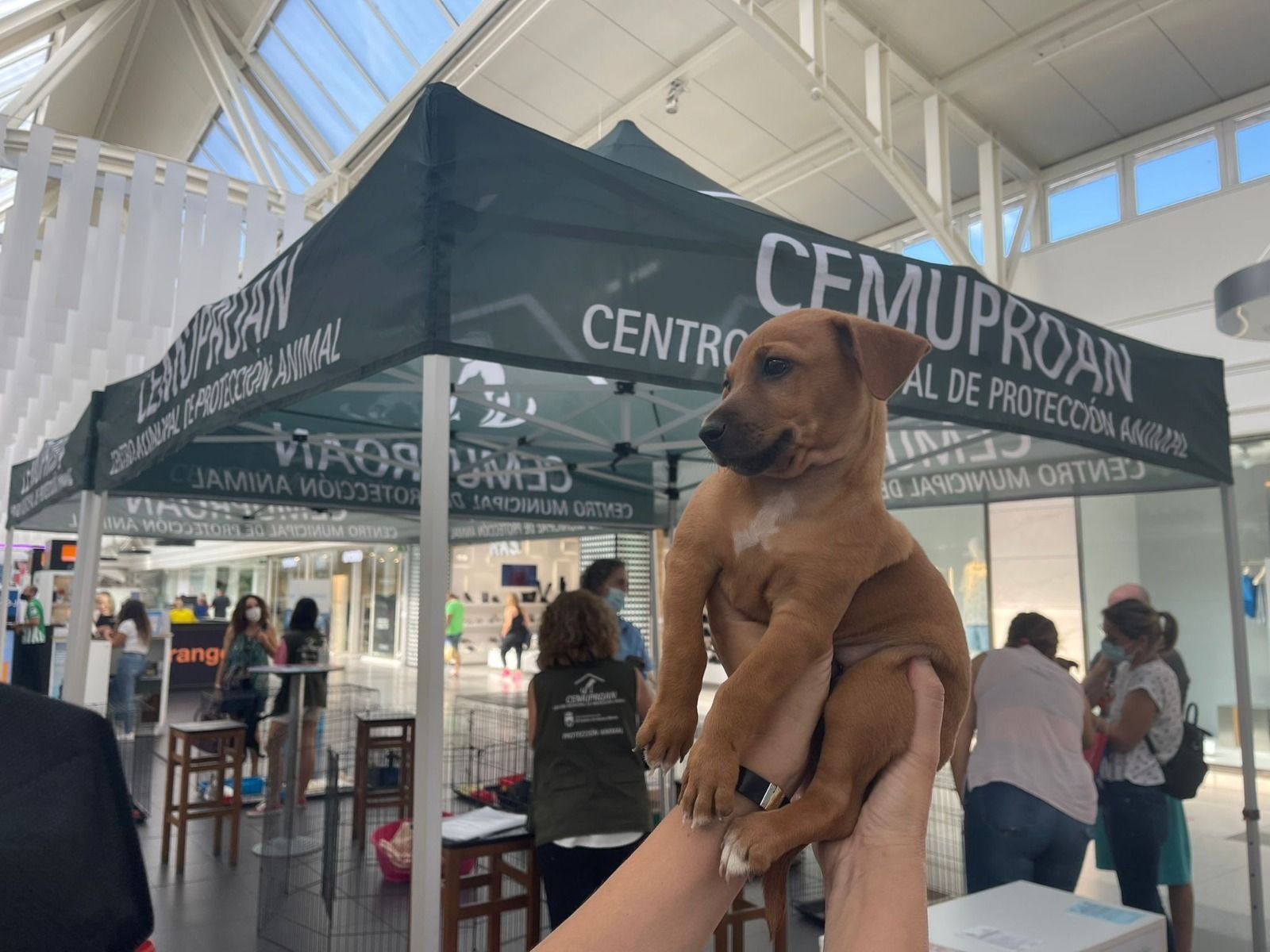 Una de las jornadas ya celebradas para la adopción de animales de compañía.