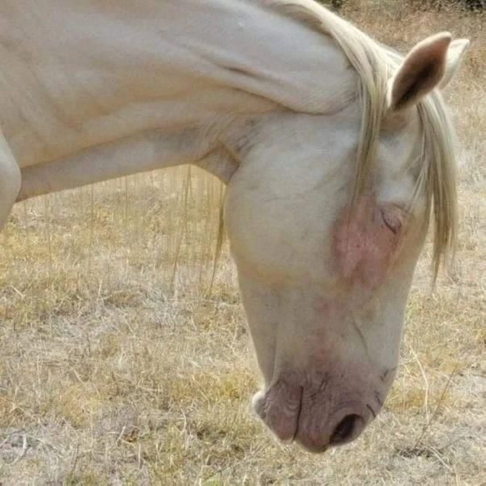 La yegua albina "en presuntas condiciones de maltrato" según Pacma.