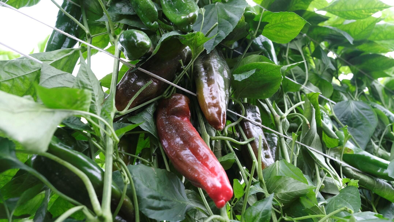 Vea la explotación de pimientos Paco Fernández en La Mojonera