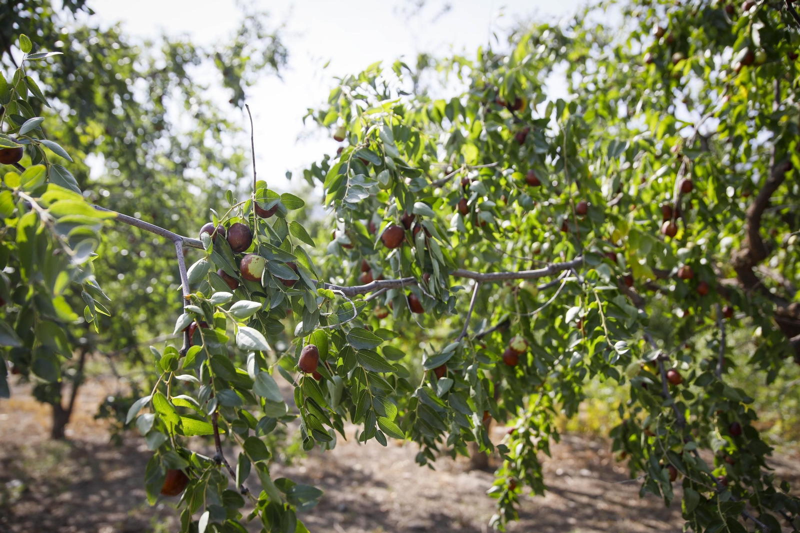 Imágenes del cultivo de azufaifas en Abrucena