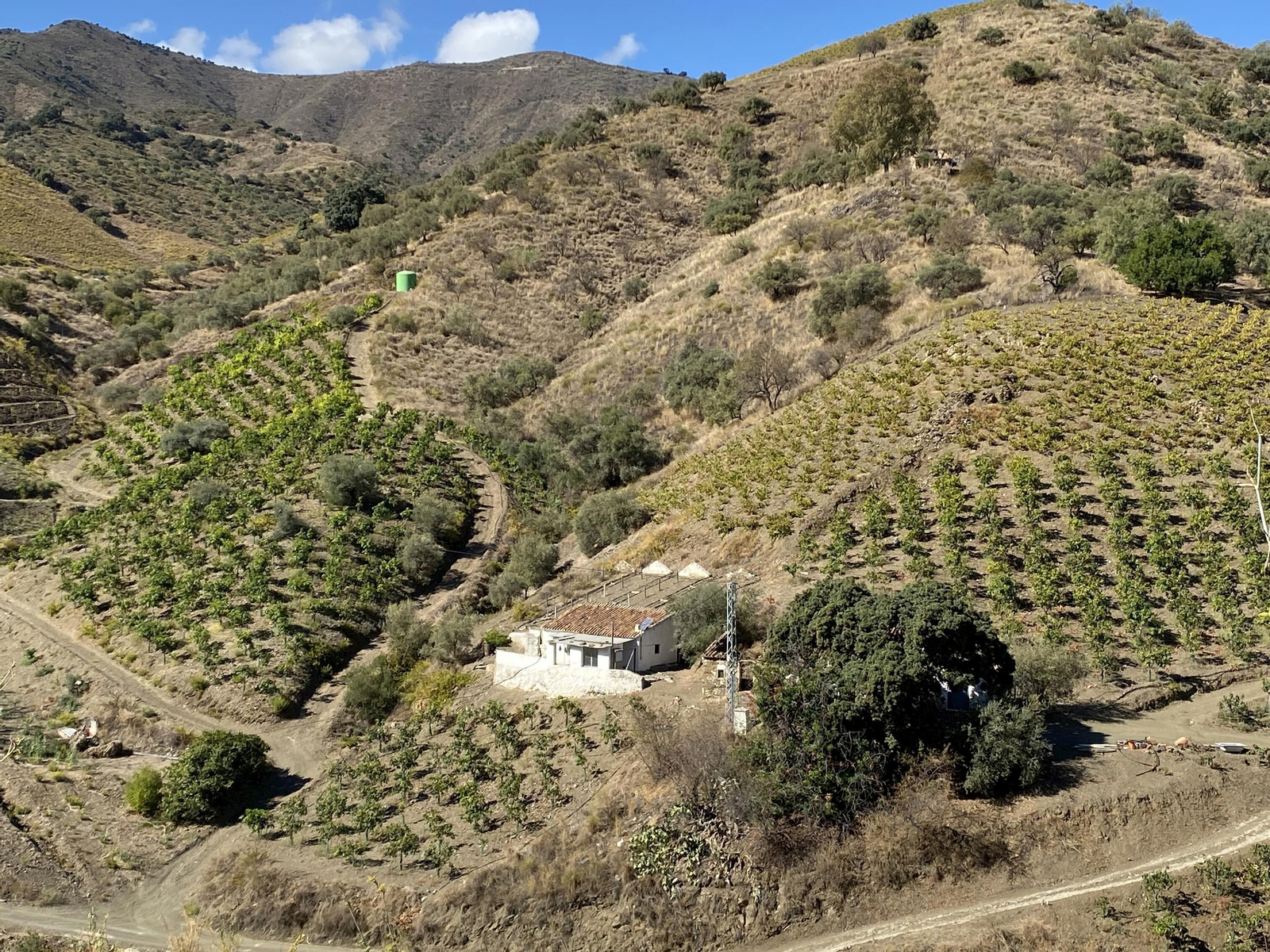 Viñas y paseros en El Borge.