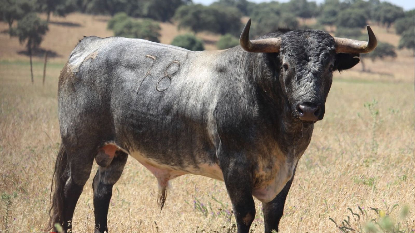 'Boquerón', de Miura, reseñado para la última corrida de la Feria Real de Algeciras 2025.