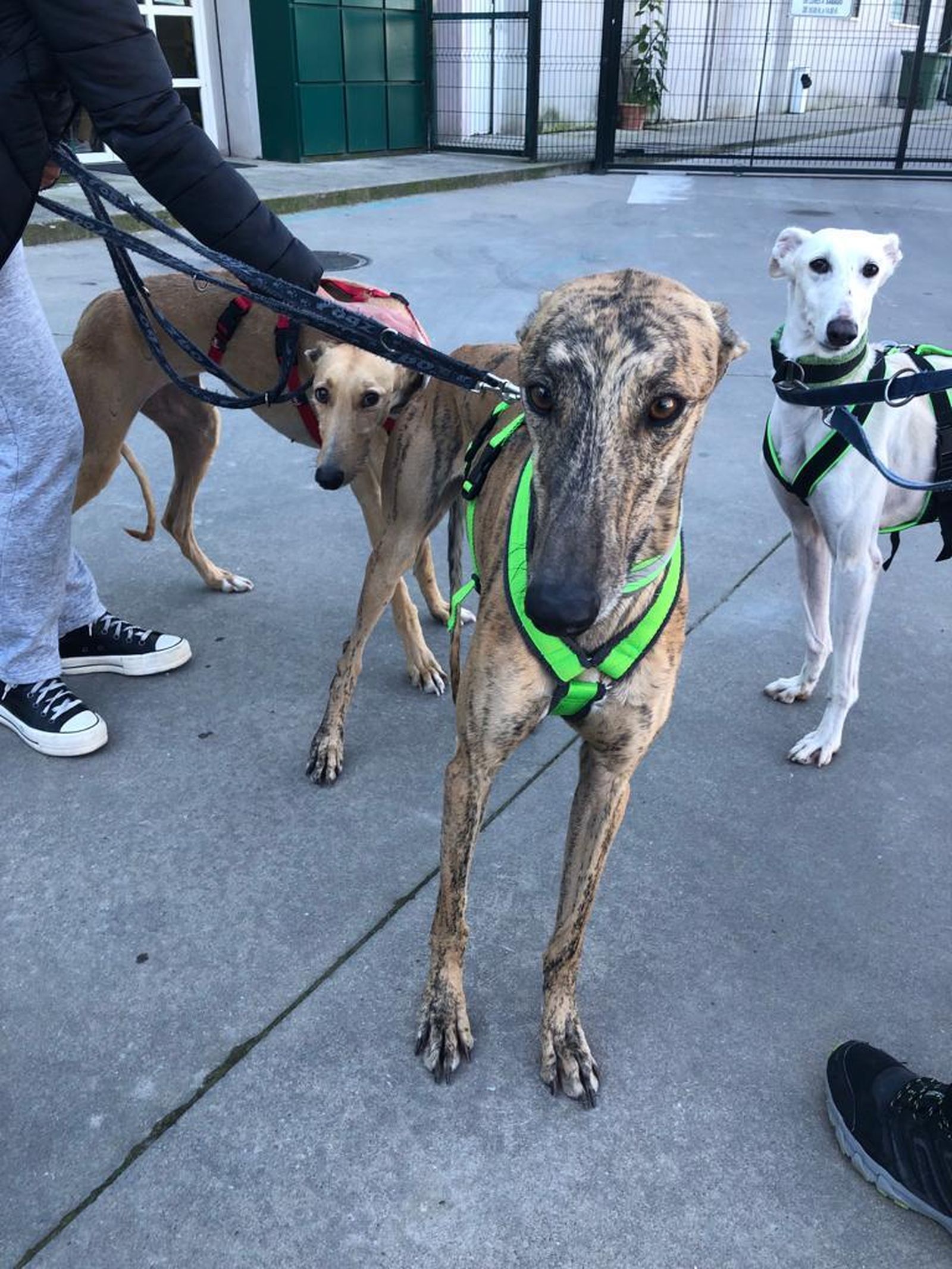 Tres de los ejemplares rescatados.