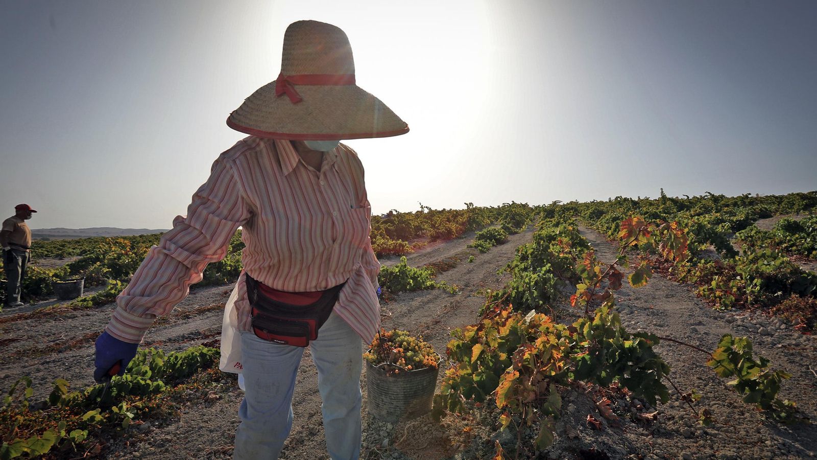 Una vendimiadora arrastra un canasto de uva sin descuidar las medidas de protección.