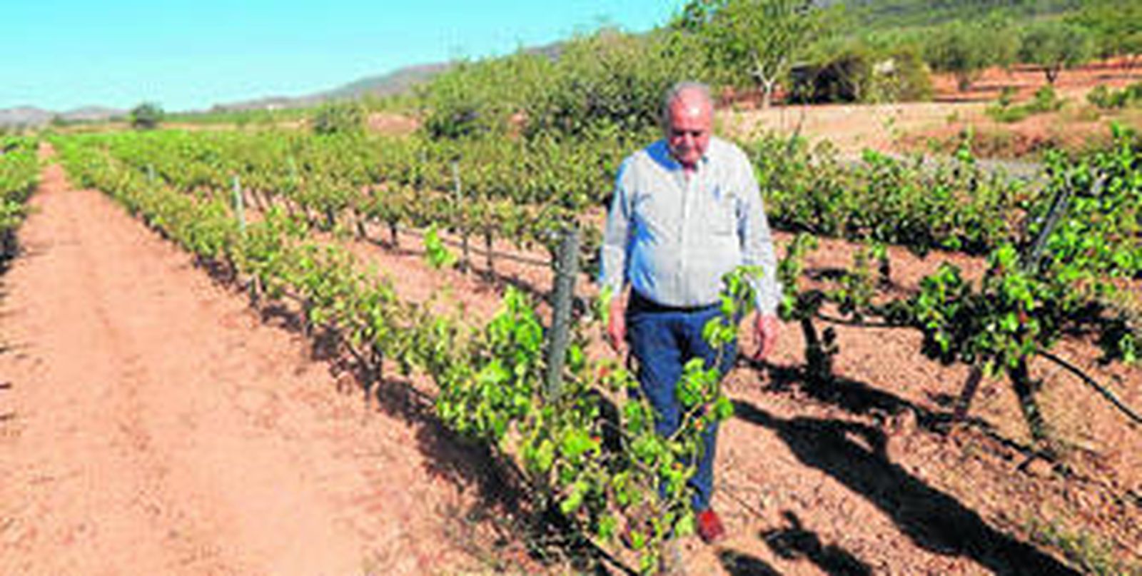 Gabriel Bosquet, uno de los bodegueros de Laujar, en una de las zonas de viñedos del municipio.