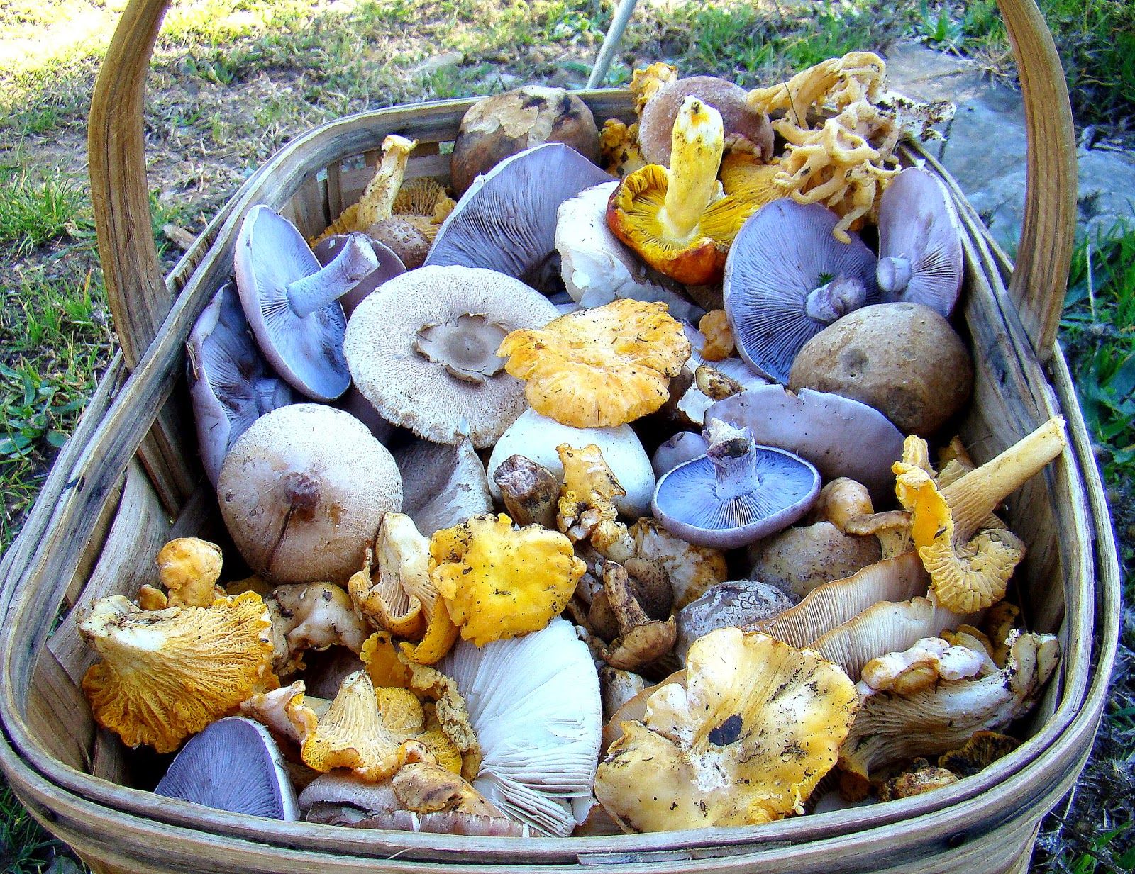 Setas en el Parque Natural de los Alcornocales.