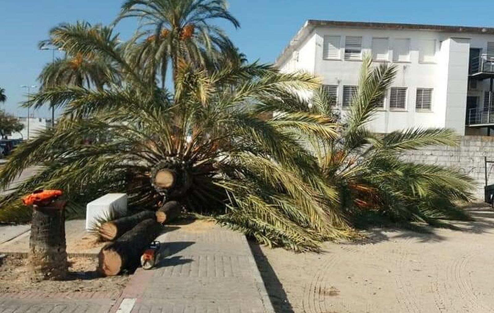 Ecologistas en Acción denuncia que en la barriada El Palomar se han talado más de 25 palmeras de unos 30 años.