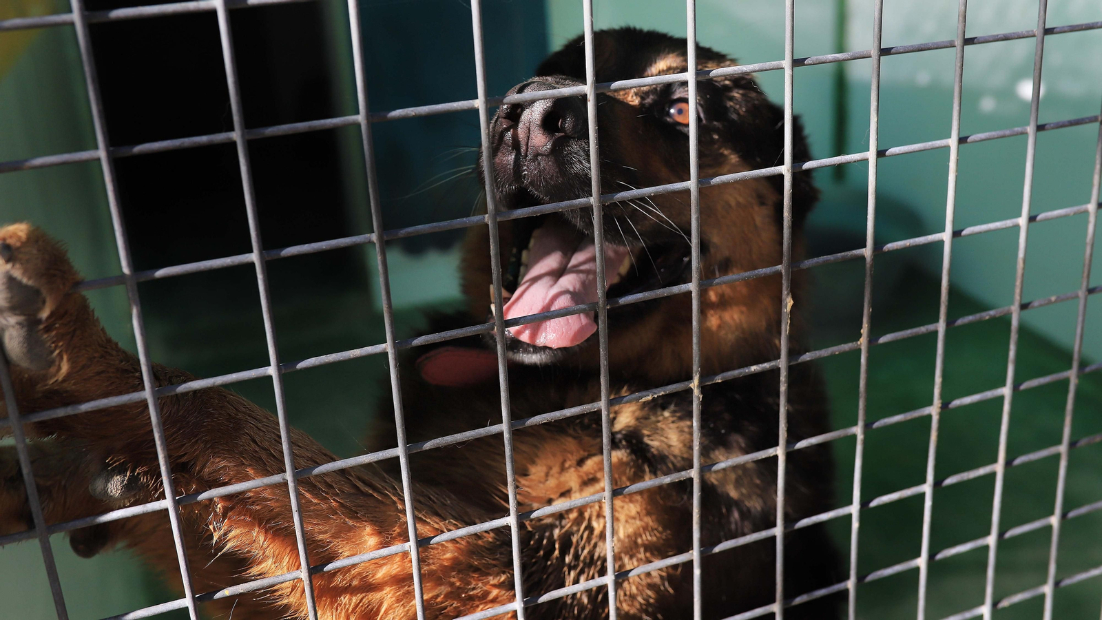 La protectora 'No me abandones' tiene 80 perros wue buscan un hogar