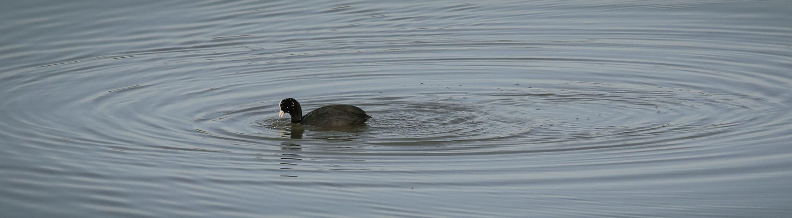 La Laguna de Medina, un paraíso para las aves