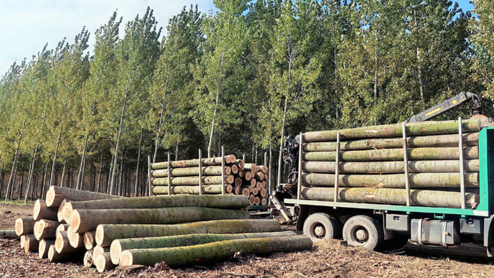 Corta de una chopera.