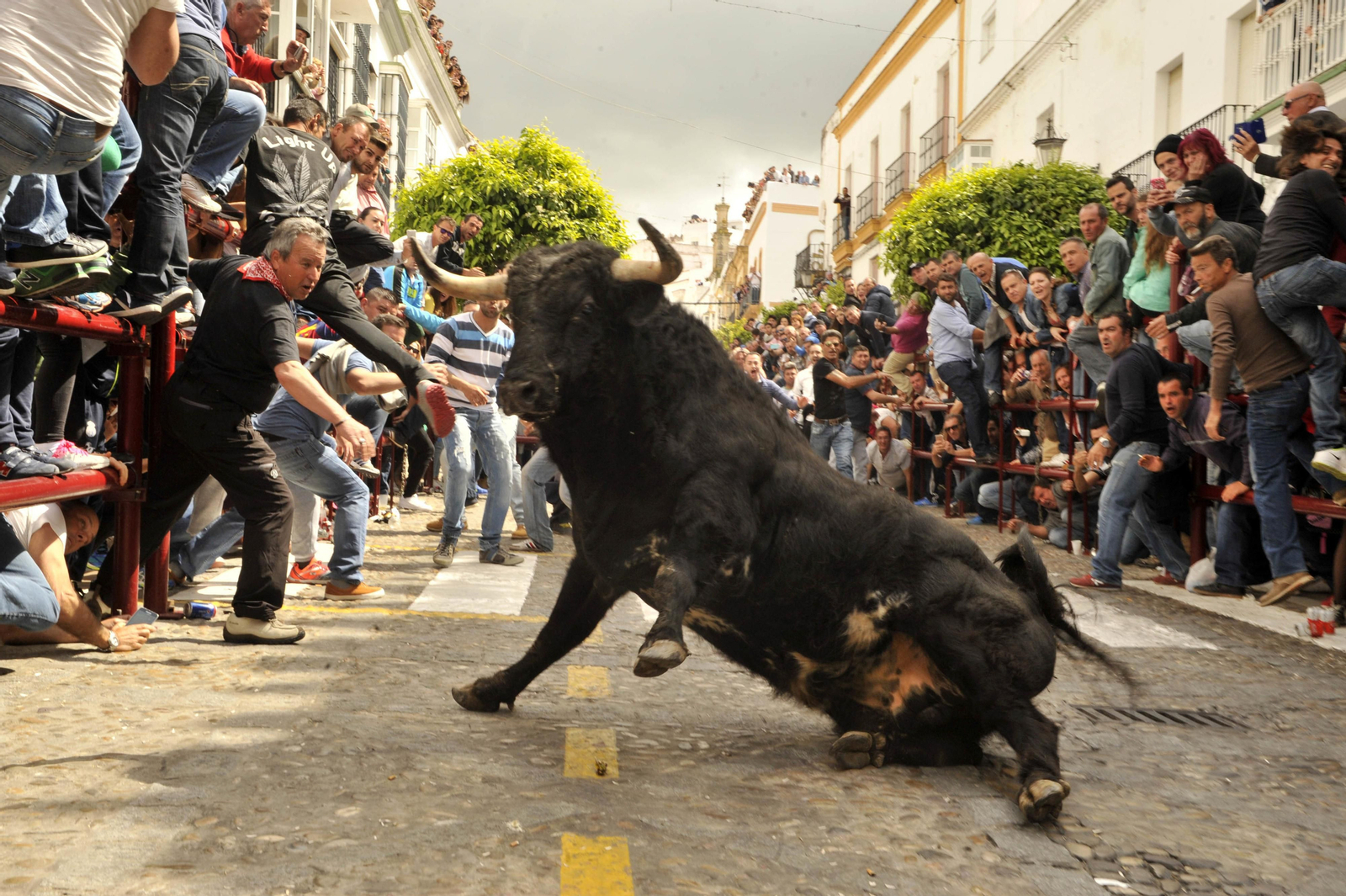 Un morlaco, en una de las sueltas de hace varios años. Un morlaco, en una de las sueltas de hace varios años.