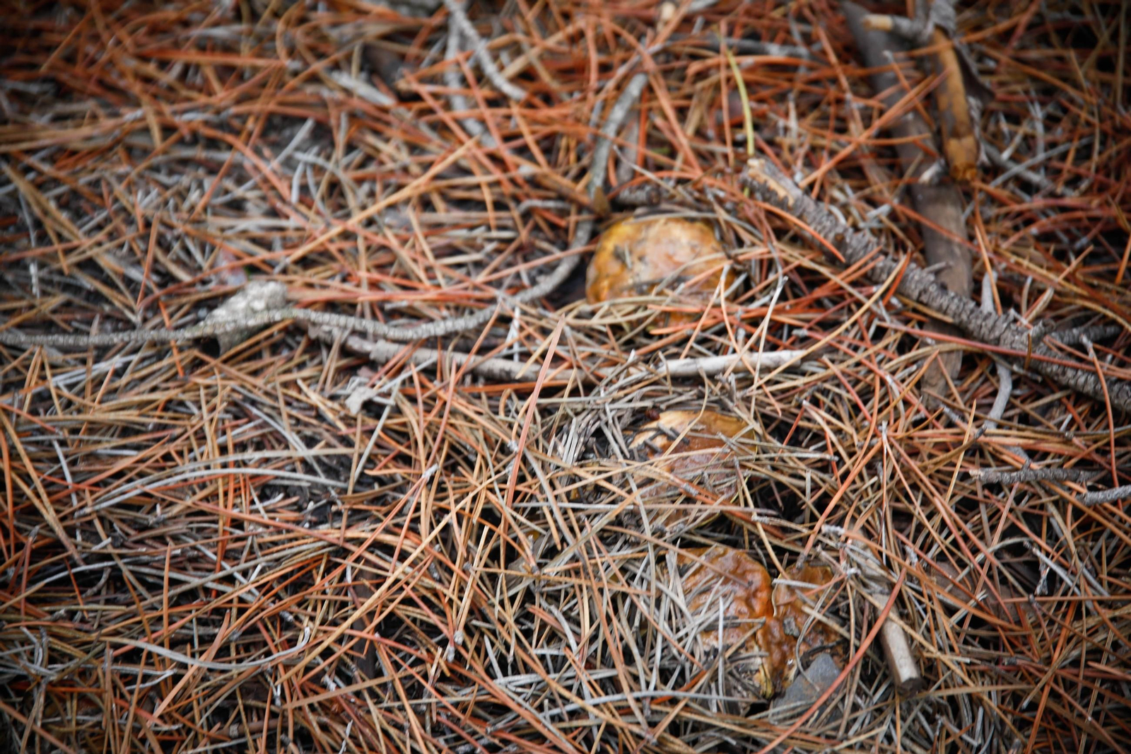 La ruta recolectora de setas en Abla por las XIX Jornadas Micológicas, en imágenes