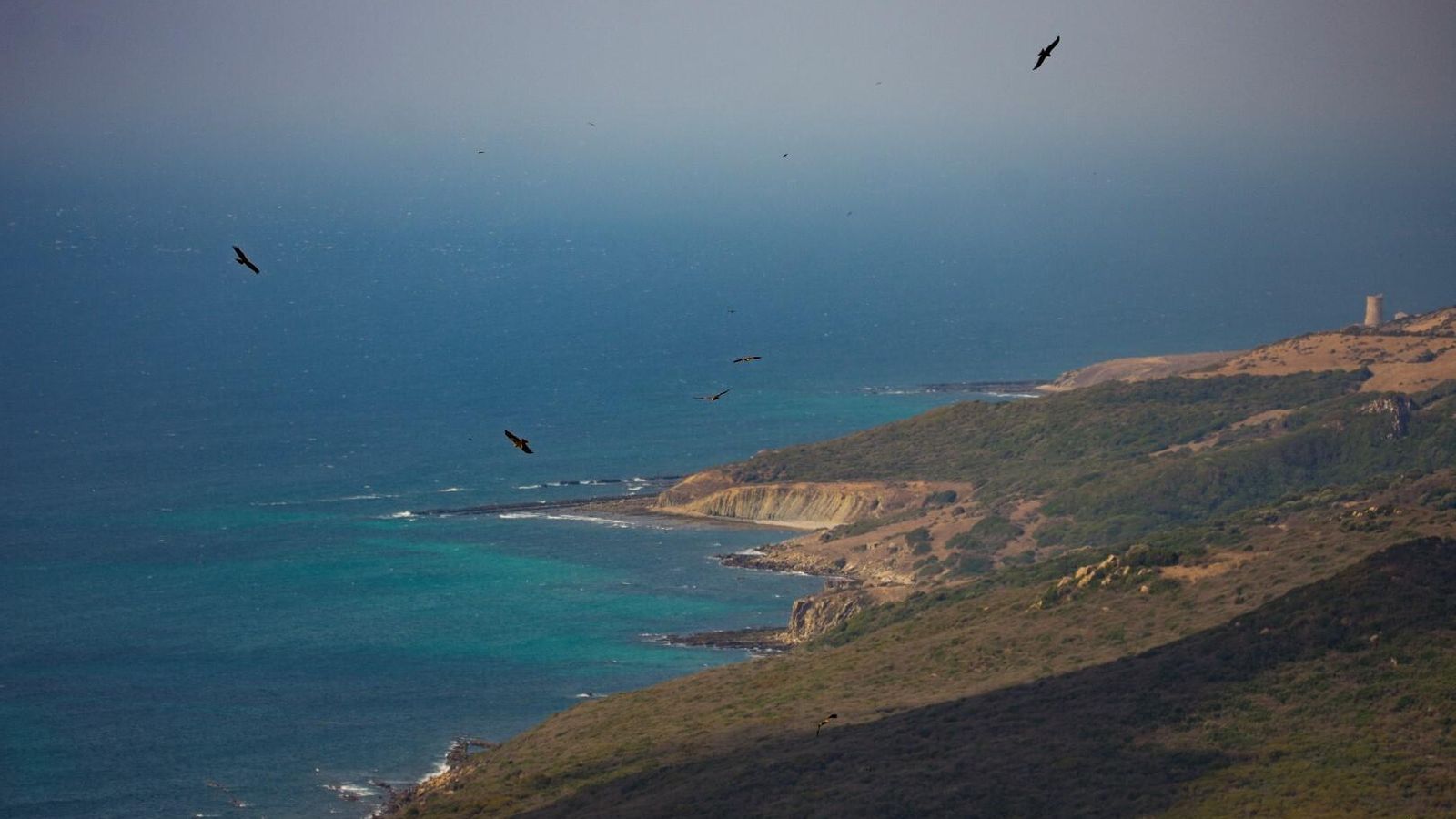 Planes en Cádiz: Despedida de las aves migratorias