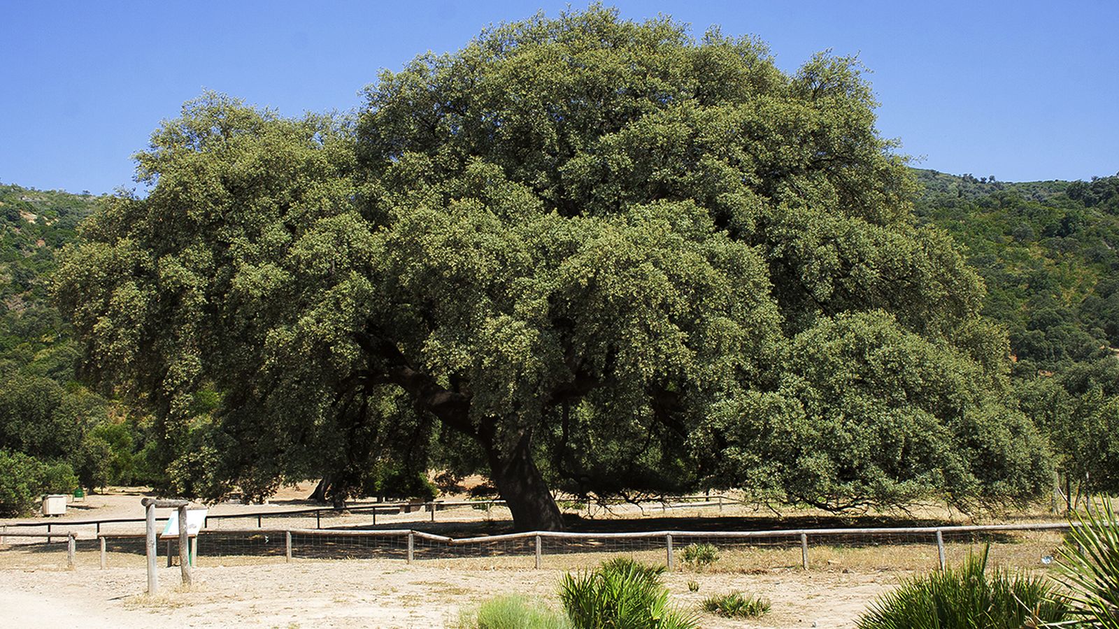 Chaparro de la Vega, en Coripe.