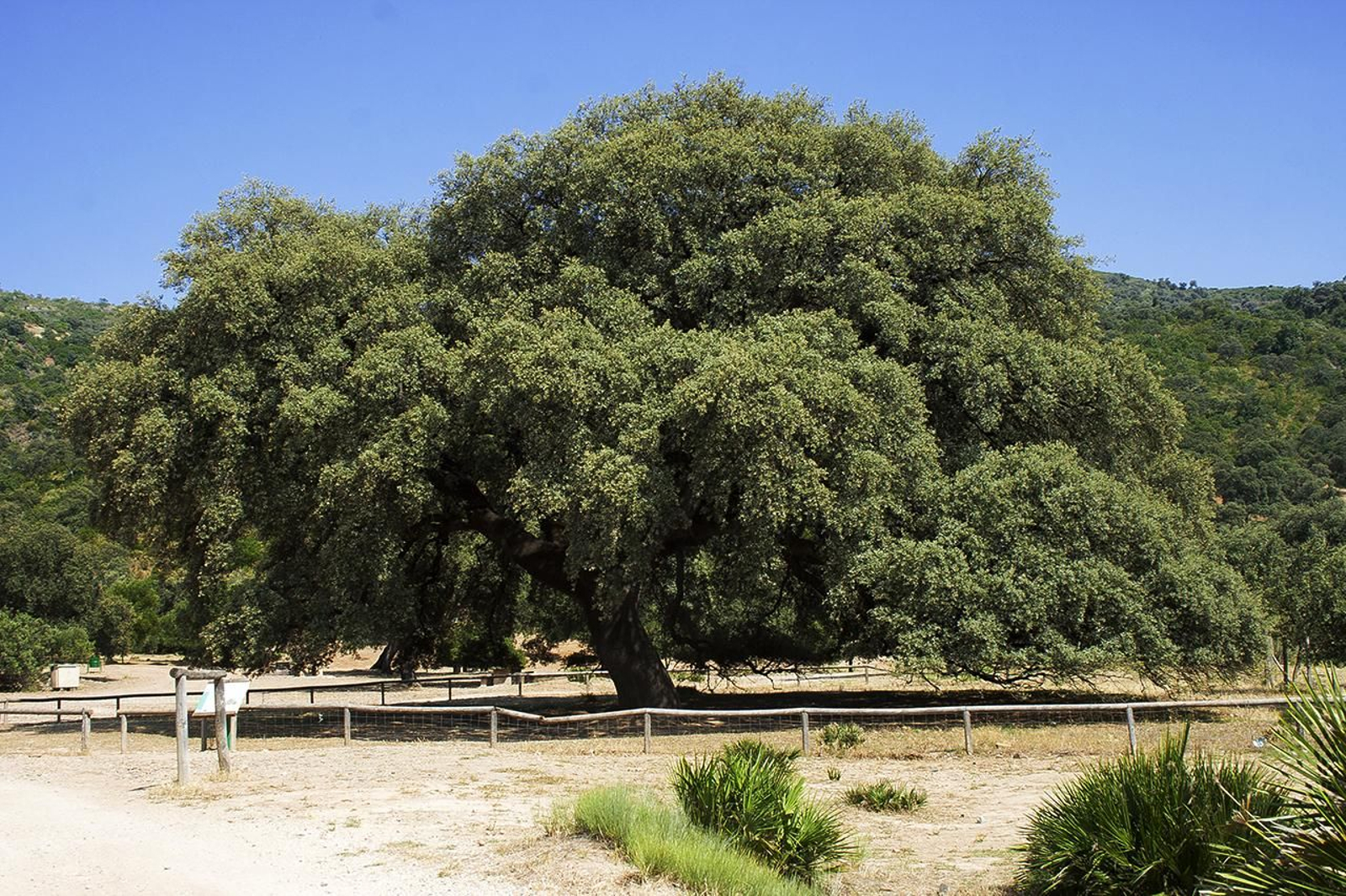Chaparro e la Vega, en Coripe.